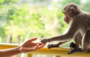 تفسير حلم اللعب مع القرد في المنام