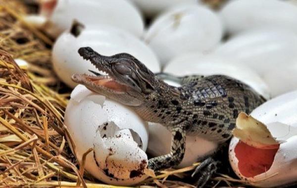 تفسير حلم بيض التمساح