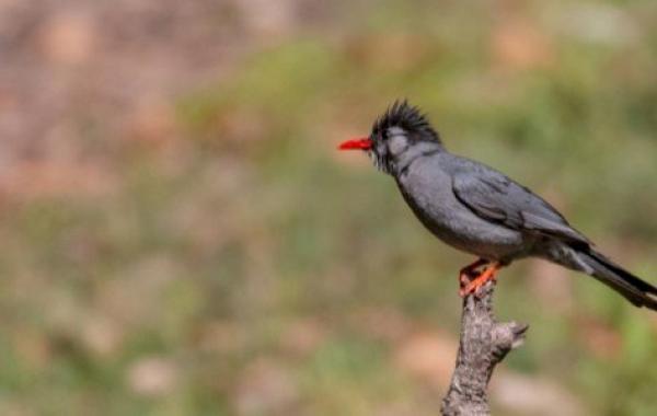 تفسير رؤية البلبل الأسود في المنام