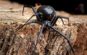 تفسير رؤية العنكبوت الأسود في المنام وقتله