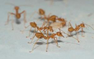 تفسير رؤية النمل في المنام على الفراش للعزباء
