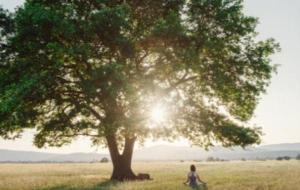 مفهوم أسطورة شجرة الحياة