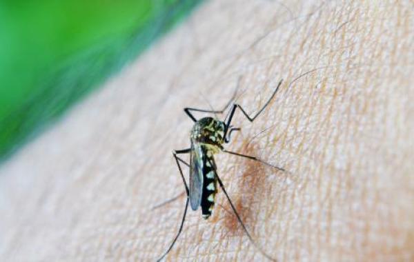 مقاومة الملاريا