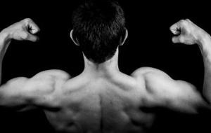 أهمية الجهاز العضلي