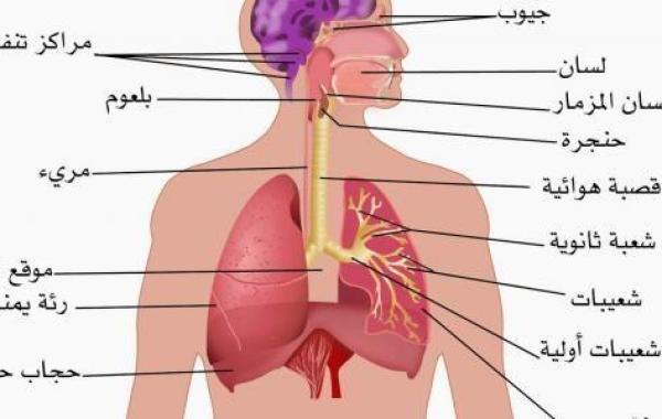 بحث حول الجهاز التنفسي