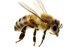 ما هو علاج لسعة النحلة