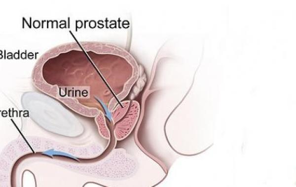 ما هي البروستاتا وما وظيفتها