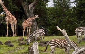 أكبر حديقة حيوان في العالم