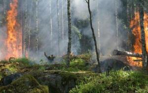 آثار حرائق الغابات