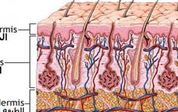كم عدد طبقات جلد الإنسان