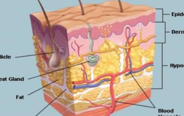ما اسم الطبقة الداخلية للجلد