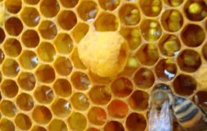 فوائد غذاء ملكات النحل للبشرة