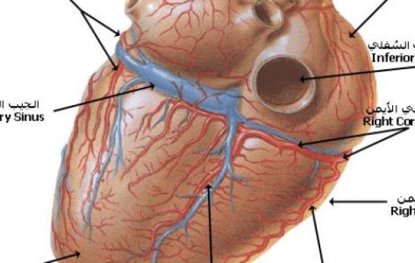 أهمية القلب في جسم الإنسان