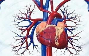 أين موقع القلب في جسم الإنسان