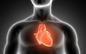 أين يقع القلب في جسم الإنسان