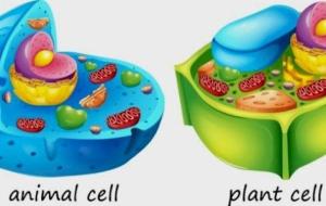أجزاء الخلية النباتية والحيوانية