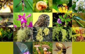أهمية التنوع الحيوي