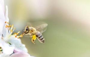 أهمية النحل للبيئة وللإنسان