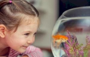 شرح آلية تنفس الأسماك للأطفال