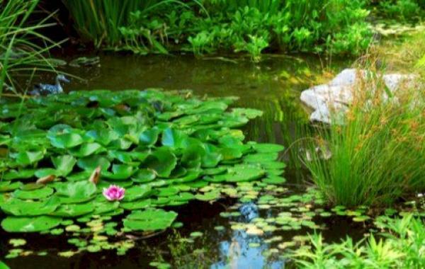 كيف تتنفس النباتات المائية