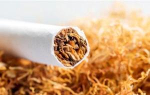 كيفية استخلاص سم النيكوتين من التبغ