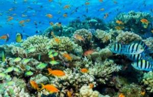 كيفية المحافظة على الشعاب المرجانية