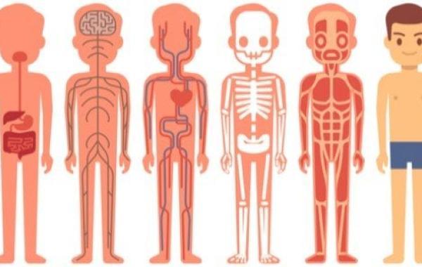ما هي أجهزة جسم الإنسان