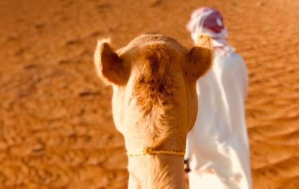 معلومات عن قبيلة بني هلال في اليمن