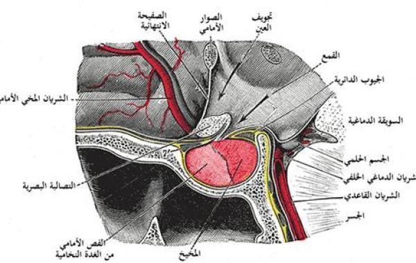 أورام الغدة النخامية