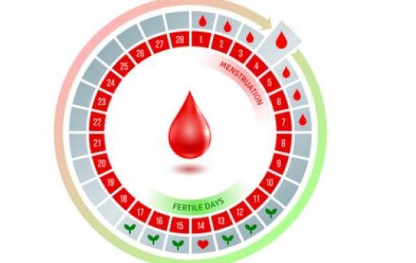 كم تكون مدة الدورة الشهرية