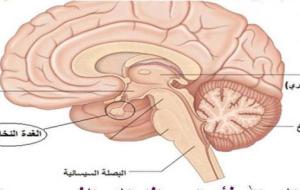 أين تقع الغدة النخامية