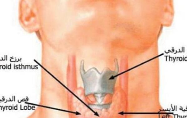 أين توجد الغدة الدرقية في جسم الإنسان
