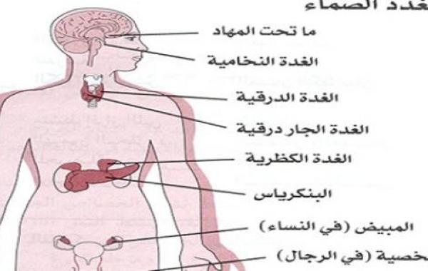 أين توجد الغدد في جسم الإنسان