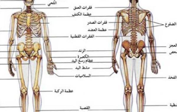 مكونات الجهاز العظمي