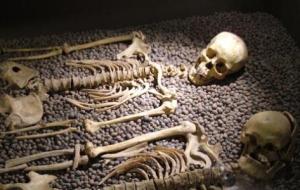 كم عدد العظام في الهيكل العظمي