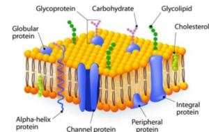 مكونات غشاء الخلية