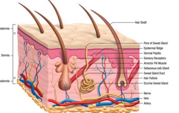تركيب جلد الإنسان