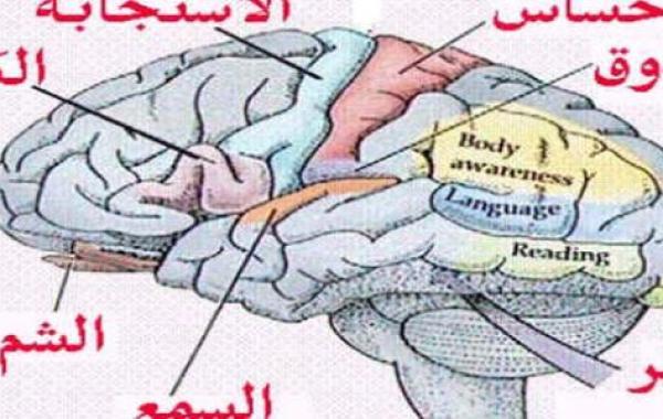 كيف يعمل المخ