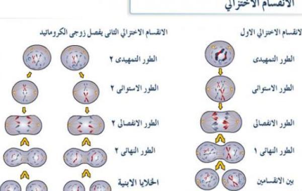 مراحل الانقسام الاختزالي